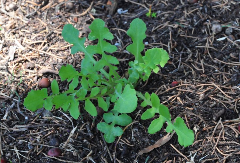 Piantine da determinare:Plantago sp., Sonchus sp.